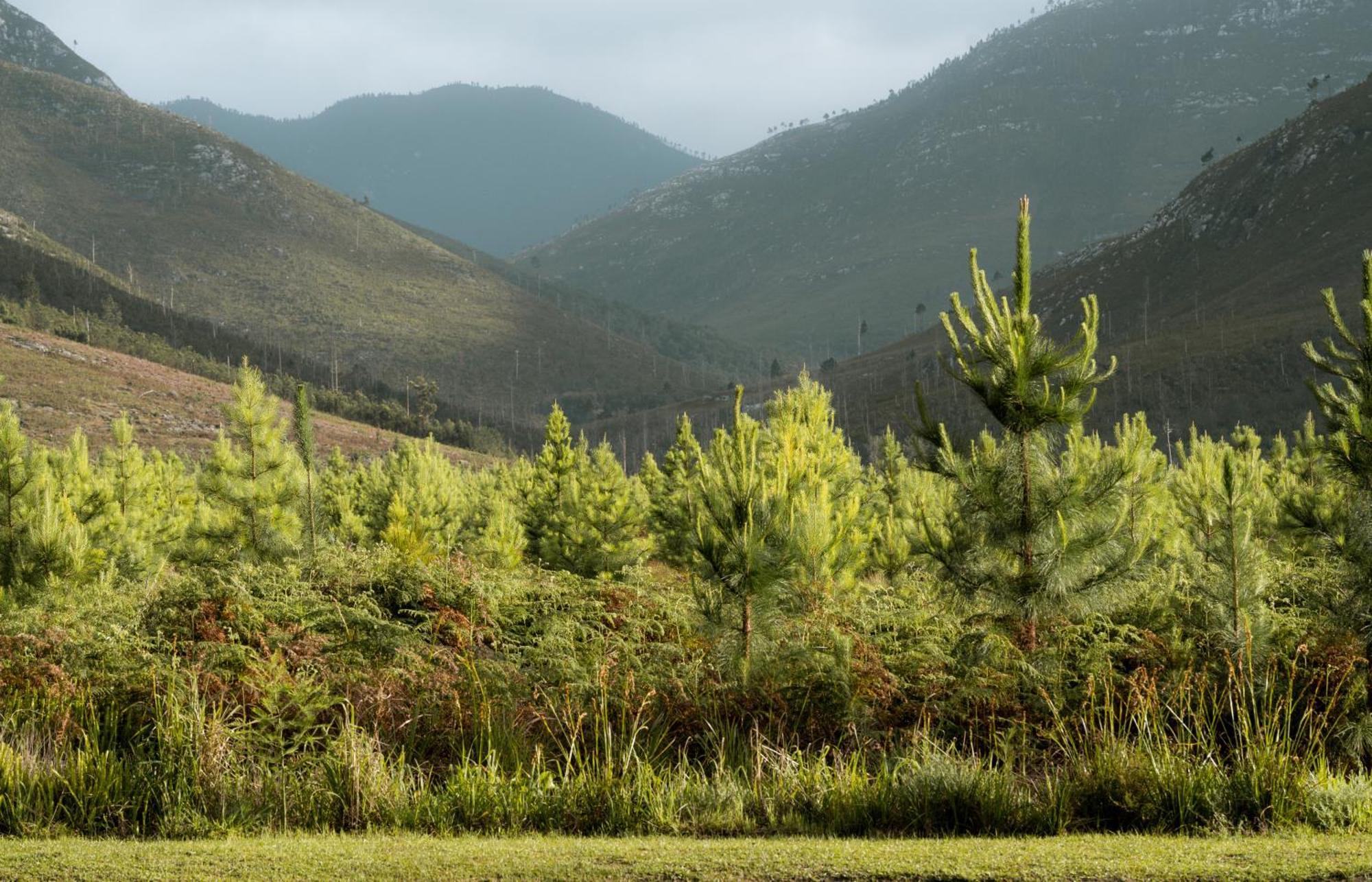 Tsitsikamma Lodge & Spa Stormsrivier Exteriér fotografie